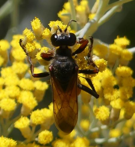 Sphex flavipennis